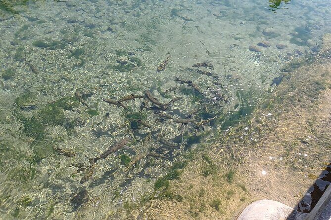 A day tour in Montanejos hot springs. - Stop 4: Back to Valencia with time to de-stress
