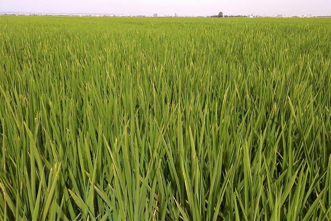 Albufera: Lake, Paella and Birdwatching - Valencia to the Albufera: why this small-group day feels effortless