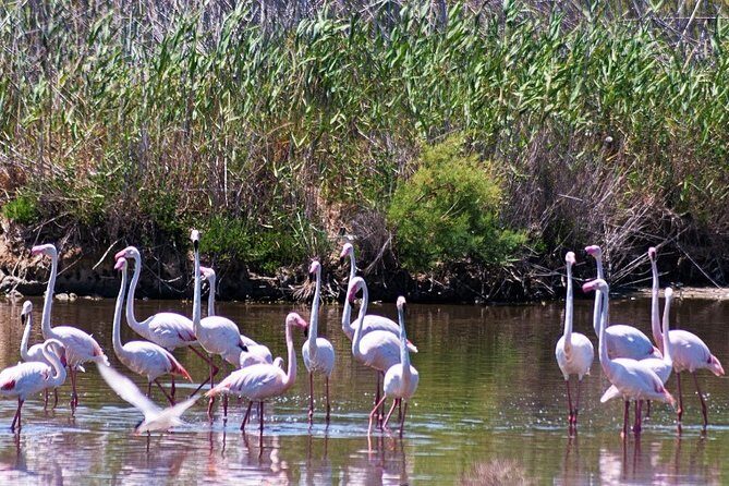 Albufera: Lake, Paella and Birdwatching - Parque Natural de la Albufera: rice fields, visitor center birds, and Albufera culture