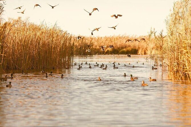 Albufera Natural Park with Sunset Boat Tour from Valencia - What’s included (and what you’ll need to handle yourself)