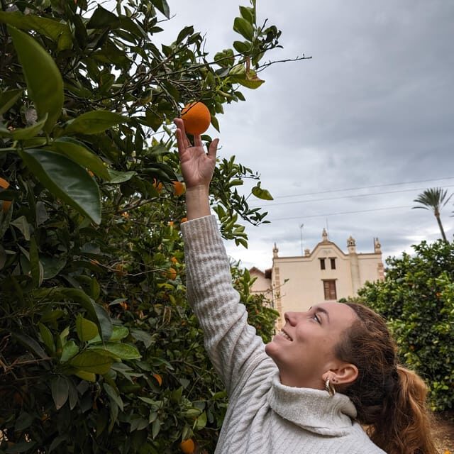 Citrus Treasures: Exploring Valencia's Orange Grove - Key highlights