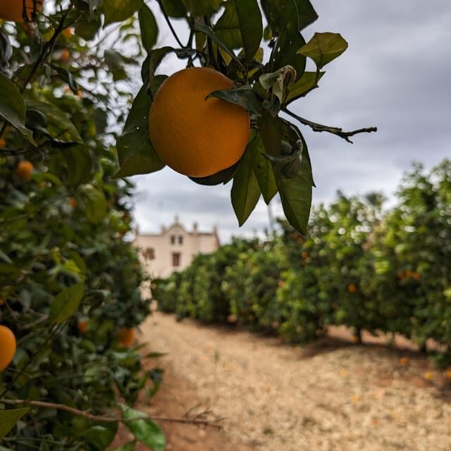 Citrus Treasures: Exploring Valencia's Orange Grove - The Ribera orange box moment: where it turns from viewing to doing