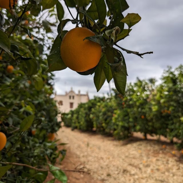 Citrus Treasures: Exploring Valencia's Orange Grove - What to do before you go