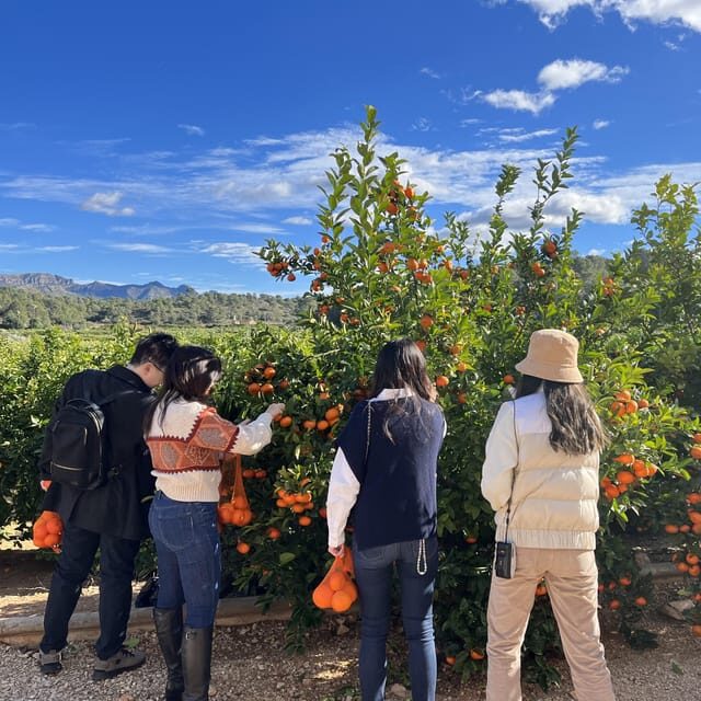 Citrus Treasures: Exploring Valencia's Orange Grove - The 1870 modernist house: architecture you can actually use