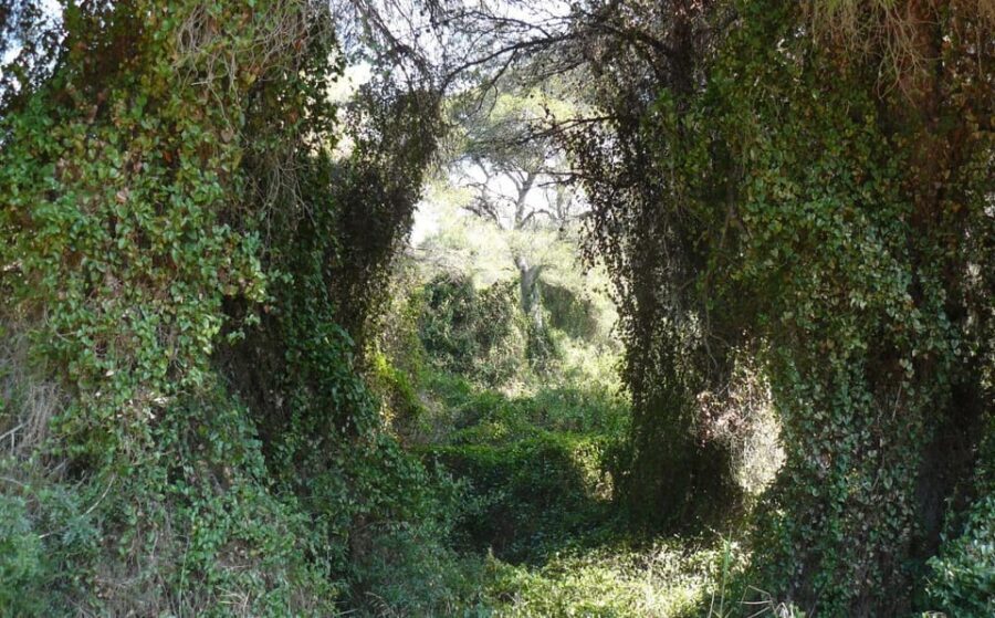 Discover the Devesa and the Albufera: Guided tour - Why Devesa del Saler and the Albufera feel like another world from Valencia
