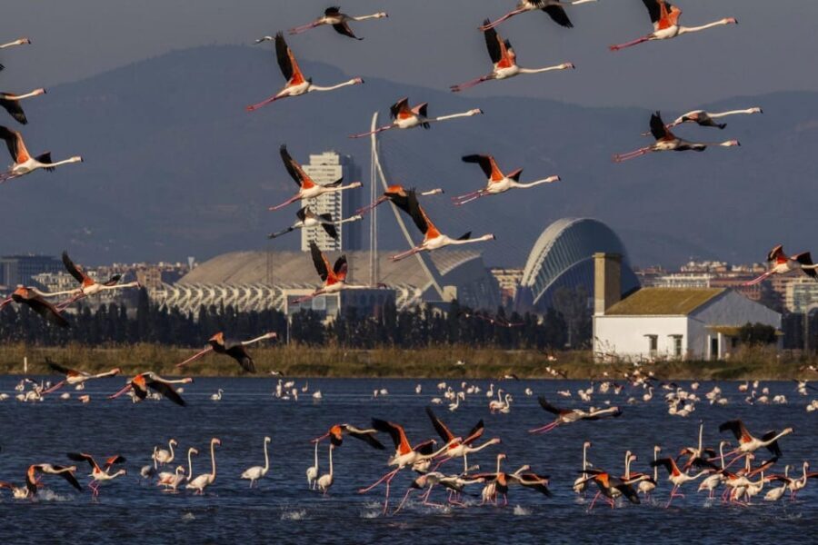 From Valencia: Albufera Boat Ride, Sunset & Paella Included - Key highlights worth your attention