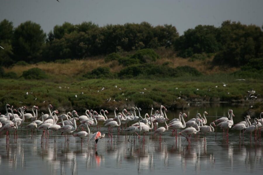 From Valencia: Albufera Boat Ride, Sunset & Paella Included - What to Bring (and What Not to): Small Rules, Smooth Day
