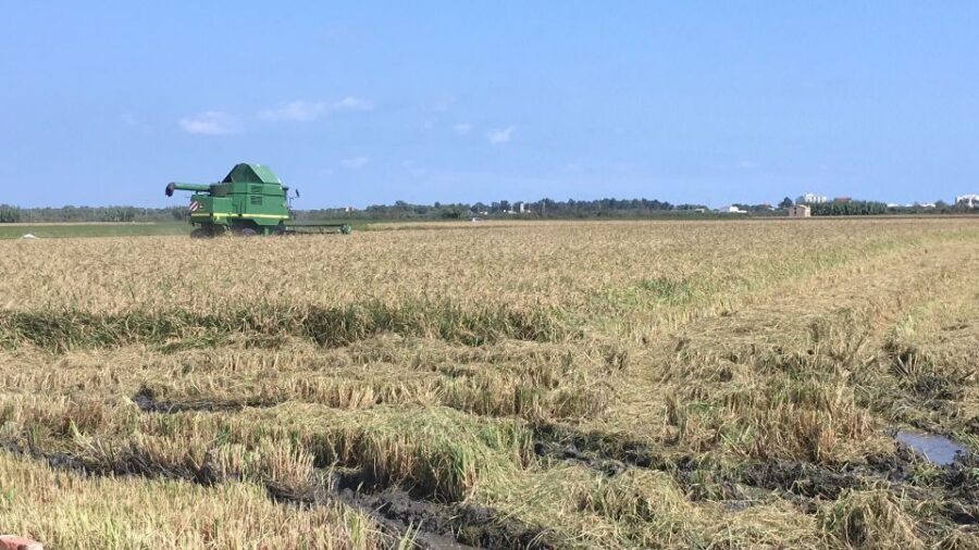 From Valencia: Albufera Day Trip with Boat Tour and Transfer - The boat tour on the Albufera: where the highlight usually lands