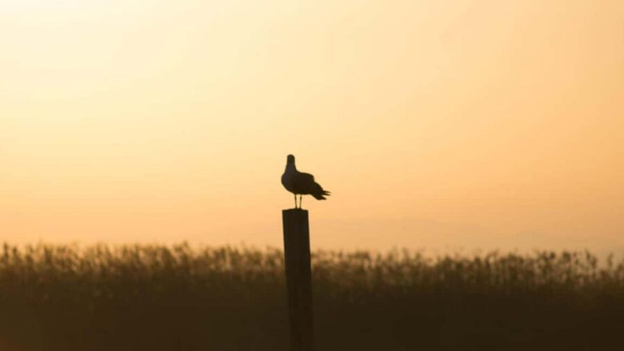 From Valencia: Albufera Day Trip with Boat Tour and Transfer - From Serranos Towers to the Albufera Natural Park