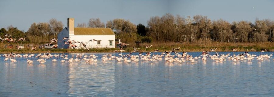 From Valencia: Albufera Private Tour, Paella & Boat Ride - Price and value: what $266 per person really includes