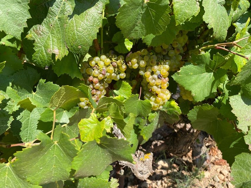 From Valencia: Utiel-Requena Wine Tour and Traditional Lunch - Key tour highlights at a glance