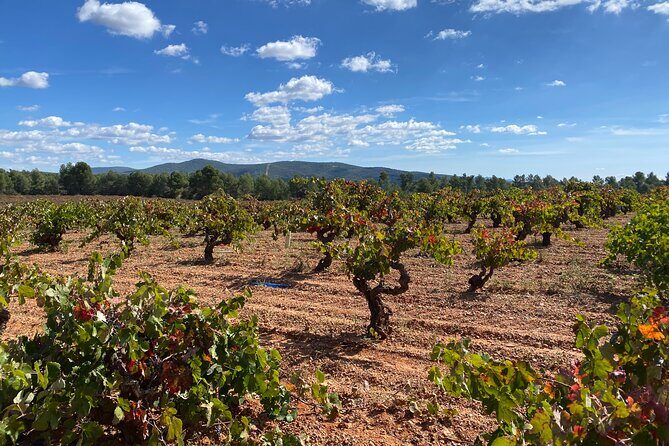 Full Day Private Requena Wineries Premium Tastings - Key highlights to know before you go