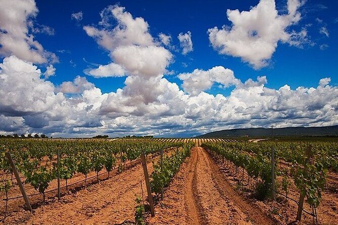 Full Day Private Requena Wineries Premium Tastings - Lunch in old Requena: DO Utiel-Requena wine and real local food