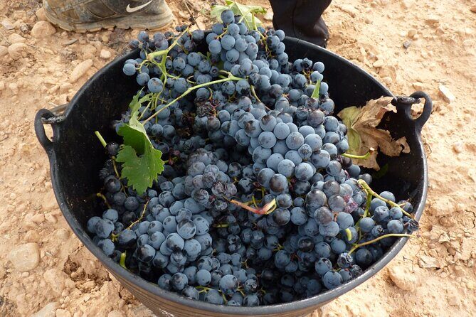 Full Day Private Requena Wineries Premium Tastings - Stop 2: Vegalfaro’s organic vineyards and garden (their style of premium tasting)