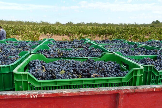 Full Day Private Requena Wineries Premium Tastings - Stop 3: Chozas Carrascal Pago visit, Cava method talk, and 6+ wines