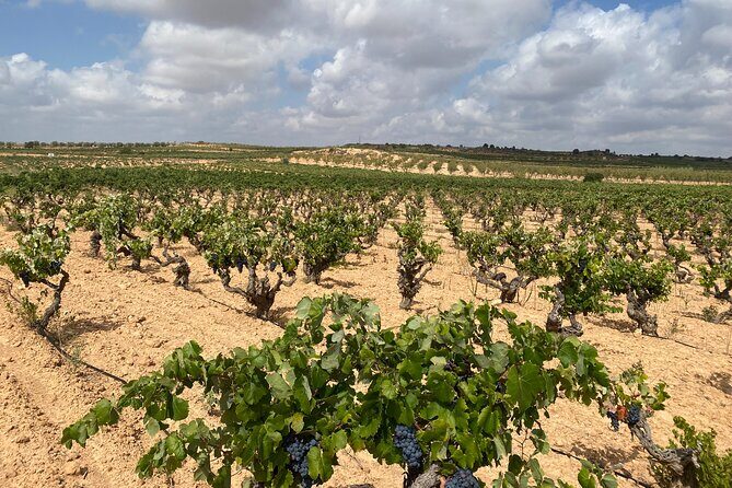 Full Day Private Requena Wineries Premium Tastings - Stop 4: Sierra Norte Winery and modern wine with old-vine DNA