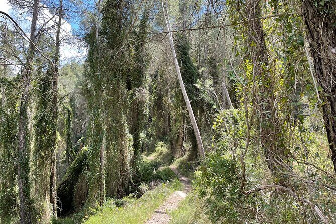 Hiking in Montanejos and swim in Thermal Springs - OFFICIAL GUIDE - Price and Value Check: Is $143.29 Fair for a Full Guided Day?