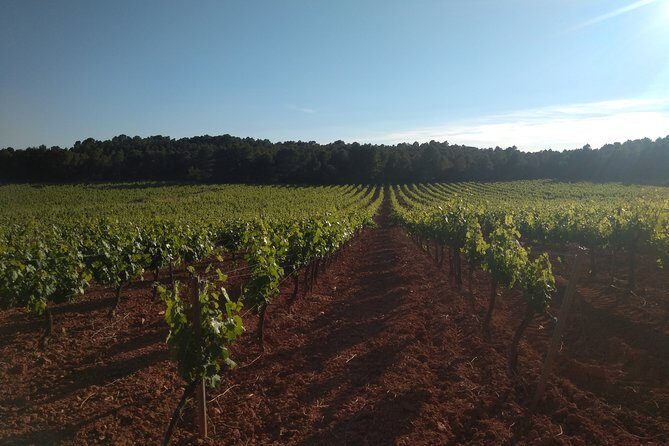 Private Wineries Tour from Valencia (morning tour) - The Sommelier Lesson: Learning Utiel-Requena Wine Without Getting Snared in Snob Talk
