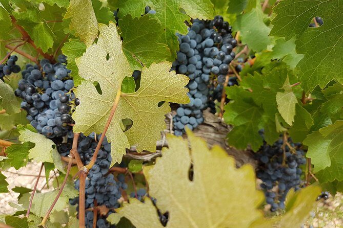 Singular Valencia Wine Tour Utiel Requena Wineries - Meeting point, timing, and the no-pickup reality