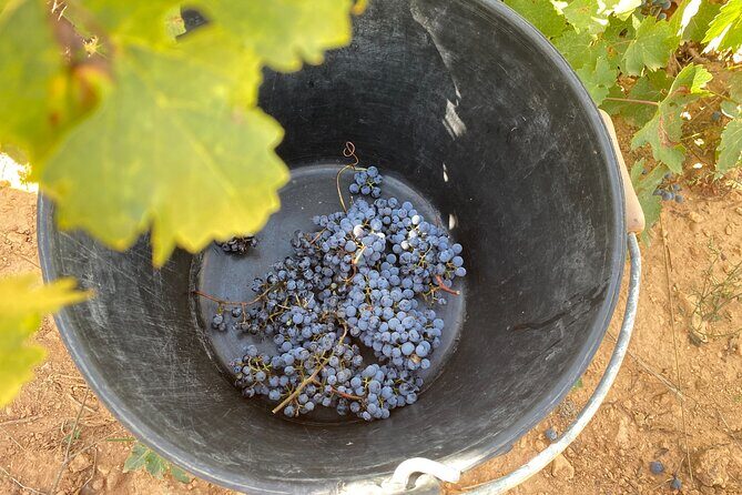 Singular Valencia Wine Tour Utiel Requena Wineries - The tasting format: cava, whites, reds, and chocolate pairings