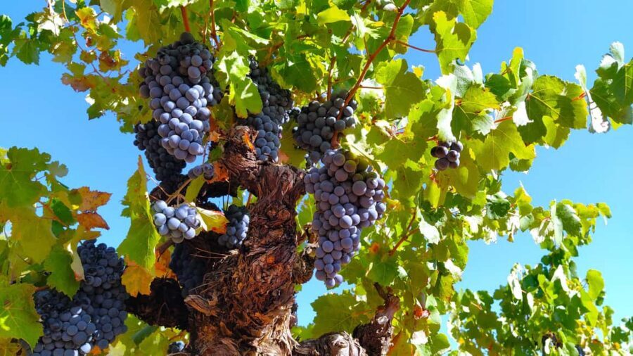 Small-Group Wine Tour from Valencia with Tastings Max 7 - Requena old town walk: fortress walls, Gothic churches, and silk history