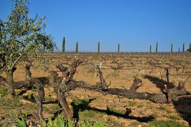 Small-Group Wine Tour with Local Expert (7 max) - A Small-Group Wine Day Outside Valencia (7 Max)