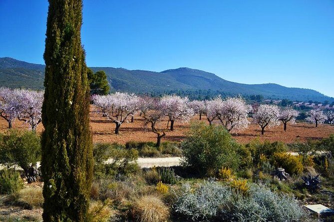 Small-Group Wine Tour with Local Expert (7 max) - Requena Historical Walk: Iberians to the Reconquest