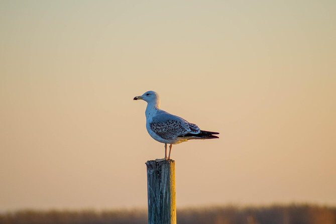 The Original Albufera Tour: Barraca, Boat Ride & Local Guide - Price and included value: what $62.81 really covers
