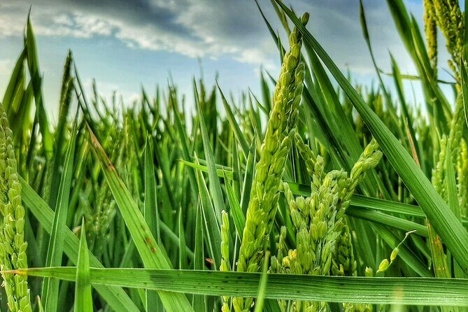The Original Albufera Tour: Barraca, Boat Ride & Local Guide - Practical tips for a smoother day (and fewer surprises)