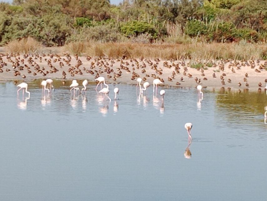 Valencia: Albufera Jeep and Boat Tour - FAQ