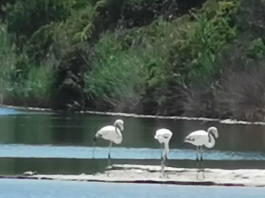 Valencia: Albufera Natural Park Bike and Boat Tour - After the canals: bikes loaded, Gola del Puchol, and the pine-and-sea finale