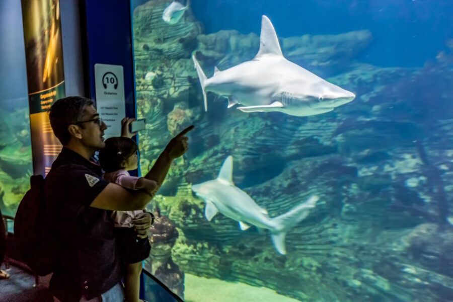 Valencia: Oceanogràfic Entry Ticket - Oceanogràfic Ticket Value: What $44 Buys You