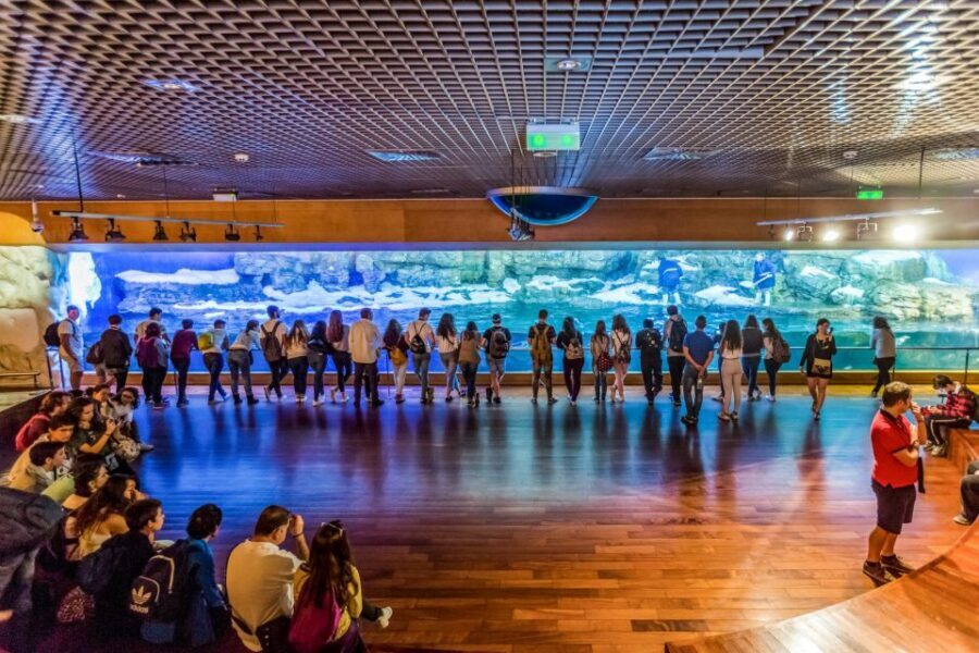 Valencia: Oceanogràfic Entry Ticket - The Shark Tunnel and Beluga Zone: Where the Day Peaks