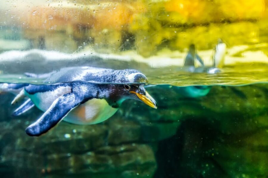 Valencia: Oceanogràfic Entry Ticket - Dolphin Show, 4D Cinema, and Lunch Break Planning