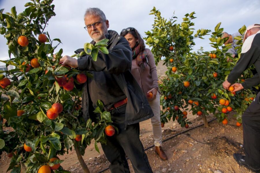Valencia: Orange Farm and Orchard Trip with Tastings - Key Points You’ll Care About
