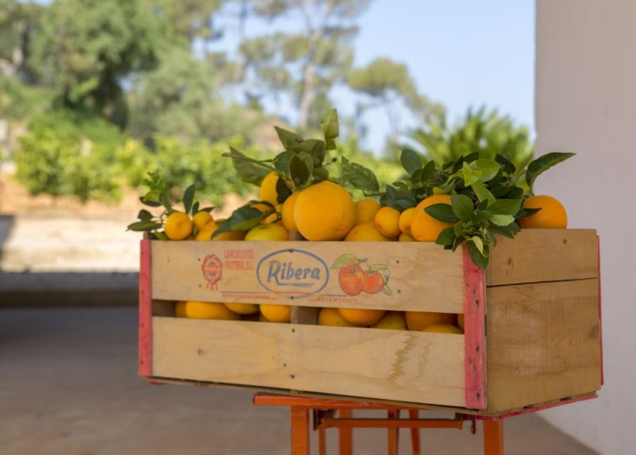 Valencia: Orange Farm and Orchard Trip with Tastings - Timing, Heat, and What to Pack for Orange Season
