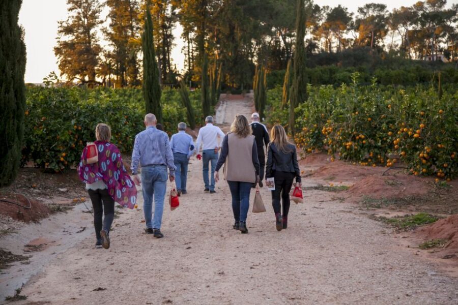 Valencia: Orange Farm and Orchard Trip with Tastings - Orchard Walk: Cultivation, Pruning, Grafting, and Citrus Variety