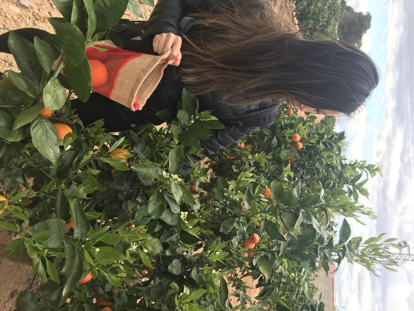 Valencia: Orange Farm and Orchard Trip with Tastings - Naranjas Ribera Warehouse: Calibrating and Selecting Fruit for Europe