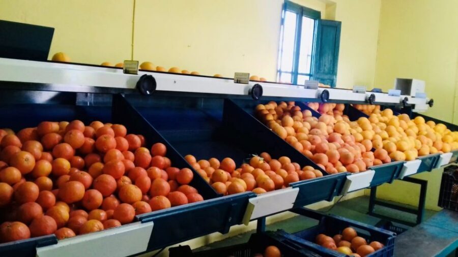 Valencia: Orange Farm and Orchard Trip with Tastings - Price and Real Value: What $35 Covers for a 2-Hour Visit