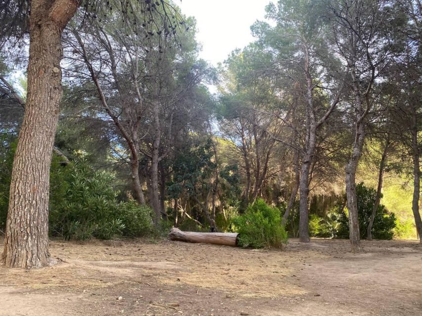 Valencia: The Albufera Lake Self-Guided E-Bike Tour - Practicalities: Time, Battery, Safety, and What to Pack