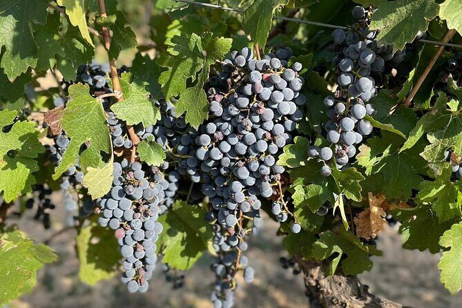 Wine tasting tour - Price and value: is $114.26 per person fair?